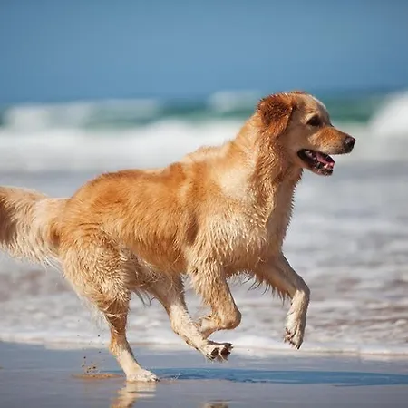 2 Pieces A 500 M Des Plages Et Du Centre Апартаменты Кабур